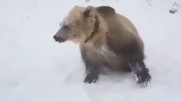 Смотреть Медведь помогает чистить снег