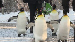 Смотреть Пингвины на прогулке