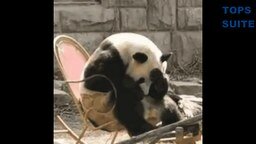 Смотреть Весёлые и милые панды