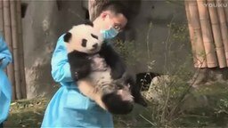 Смотреть Озорная панда
