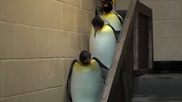 Смотреть Сюрприз в пингвиньей очереди