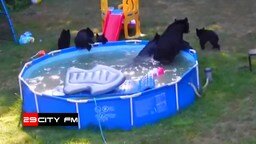 Смотреть Медведи в бассейне