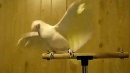 Танец попугая