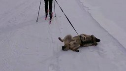 Смотреть На лыжах с собакой