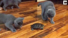 Котята против черепахи