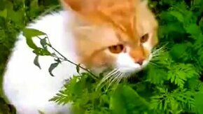 Опасная трава для кота