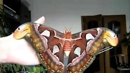Смотреть Бабочка-гигант