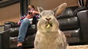 Как ест кролик