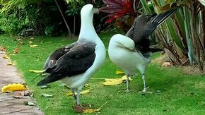 Танец альбатросов