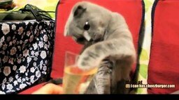 Смотреть Так кот пьёт шампанское