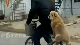 Смотреть Собака на велосипеде