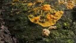 Смотреть Как растут грибы