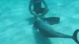 Смотреть Нехороший дельфинчик