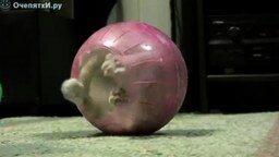Смотреть Котёнок в шаре
