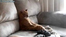 Смотреть Кот за просмотром телевизора