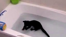 Смотреть Кот в ванне