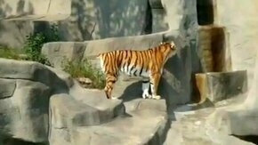 Смотреть Нападение на тигра