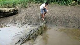 Смотреть Кормление крокодила с рук