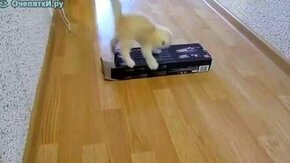 Смотреть Котёнок и коробка