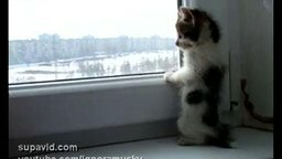 Котёнок у окна
