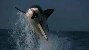 Белая акула в прыжке