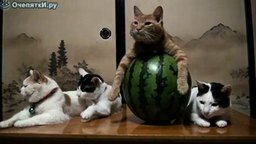Смотреть Кот на арбузе
