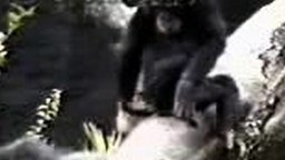 Очумевшая шимпанзе - смотреть видео (0:09)