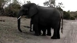 Слонёнок чихнул