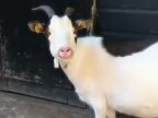 Видео Что-то у козы с голосом