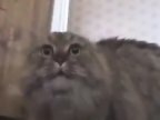 Видео Ремикс на кота в шоке
