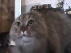Видео Кошка учится мяукать