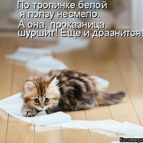 Фото приколы Весёлая кошачья матрица