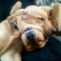 Фото приколы Весёлые позы спящих собак (28 фото)