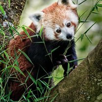 Фото приколы Милая красная панда (25 фото)