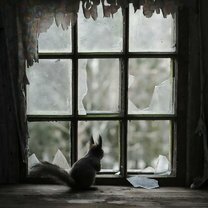 Фото приколы Любопытные звери у окна (15 фото)