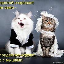 Фото приколы Котоматричный юморок