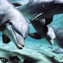 Фото приколы Интересно о дельфинах (12 фото)