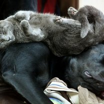 Фото приколы Тихо, кошки спят! (13 фото)