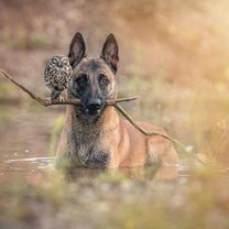 Фото приколы Дружба собаки и совы (14 фото)