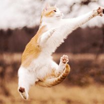 Фото приколы Как можно использовать кошек в повседневности (28 фото)