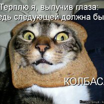 Фото приколы Весёлость котоматрицы
