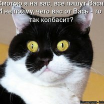 Фото приколы Весёлость котоматрицы