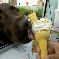 Фото приколы Звери едят мороженку (16 фото)
