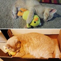 Фото приколы Звери с игрушками: до и после взросления (15 фото)