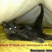 Фото приколы Жизненные истории про котов (25 фото)