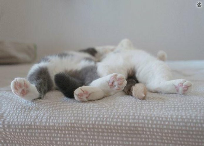 Как умеют спать кошки 19