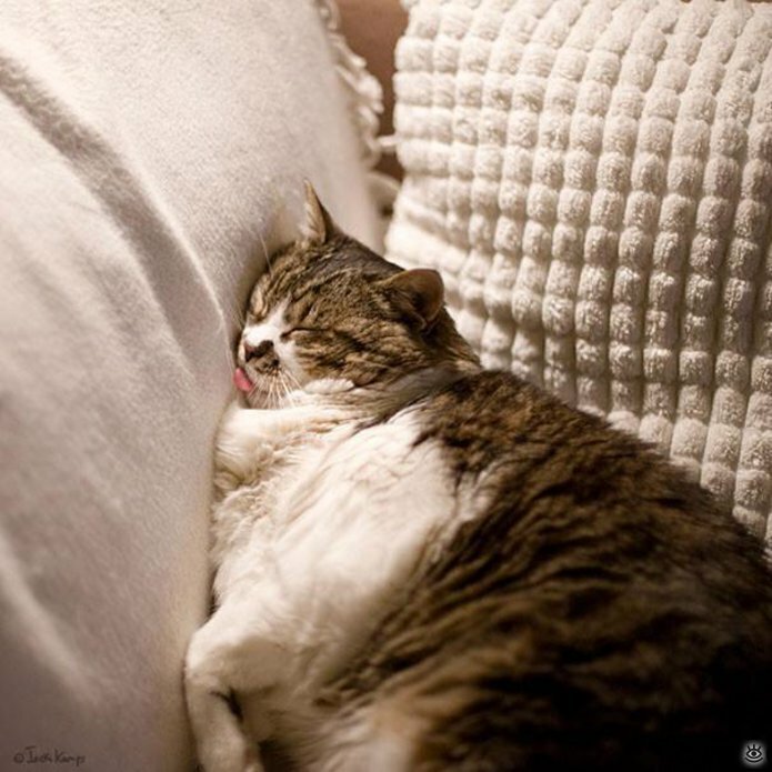 Как умеют спать кошки 21