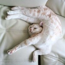 Как умеют спать кошки