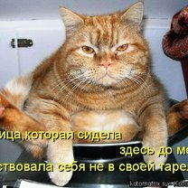 Фото приколы Чудная котоматрица (35 фото)