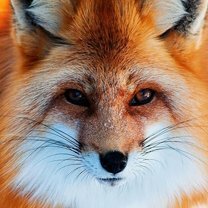 Фото приколы Рыжие красавицы-лисицы (20 фото)
